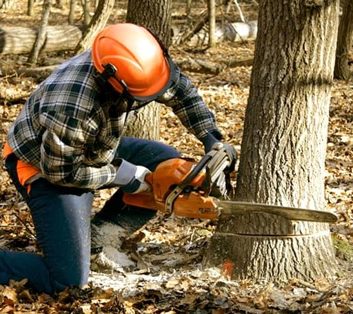 Tree Removal in Lefor, ND